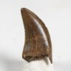 Dromaeosaur tooth &#8211; Acheroraptor, The Natural Canvas