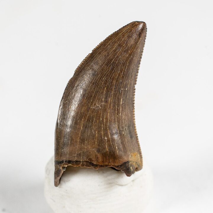 Dromaeosaur tooth &#8211; Acheroraptor, The Natural Canvas