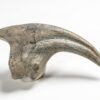 Ultra-rare dinosaur claw - Falcarius - Image 2