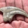 Ultra-rare dinosaur claw - Falcarius - Image 3