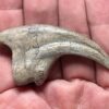 Ultra-rare dinosaur claw &#8211; Falcarius, The Natural Canvas