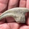 Ultra-rare dinosaur claw &#8211; Falcarius, The Natural Canvas