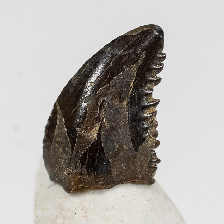 Small theropod tooth &#8211; Troodon, The Natural Canvas