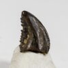 Small theropod tooth &#8211; Troodon, The Natural Canvas