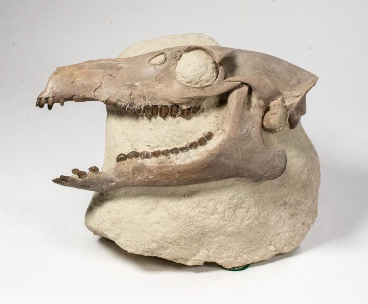 Museum quality camel skull - Poebrotherium