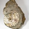 Scunthorpe ammonite &#8211; Eparietites, The Natural Canvas