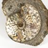 Scunthorpe ammonite &#8211; Eparietites, The Natural Canvas