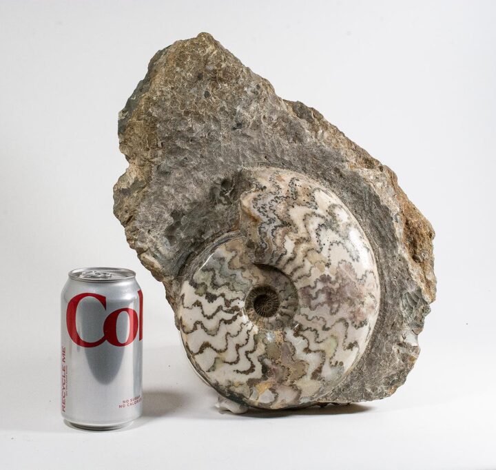 Scunthorpe ammonite &#8211; Eparietites, The Natural Canvas