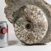 Scunthorpe ammonite &#8211; Eparietites, The Natural Canvas