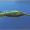 The Tully Monster &#8211; Tullimonstrum, The Natural Canvas