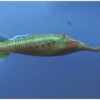 The Tully Monster - Tullimonstrum - Image 4