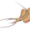 New to science! - Predatory lobopod Mobulavermis - Image 4