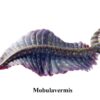 New to science! &#8211; Predatory lobopod Mobulavermis, The Natural Canvas