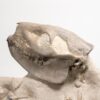 Oreodont skeleton - Merycoidodon - Image 3