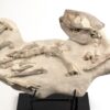 Oreodont skeleton - Merycoidodon - Image 4