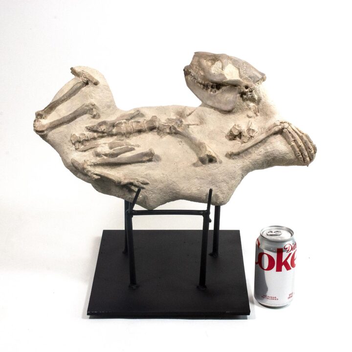 Oreodont skeleton - Merycoidodon