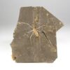 Enormous Cretaceous Insect - Jurachresmoda - Image 3