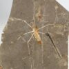 Enormous Cretaceous Insect - Jurachresmoda - Image 2