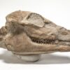 High quality camel skull - Poebrotherium - Image 2
