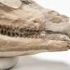High quality camel skull - Poebrotherium - Image 3
