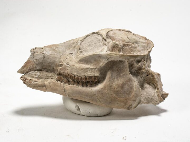 High quality camel skull - Poebrotherium