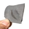 Ultra-rare Burgess Shale Chordate - Pikaia gracilens - Image 2