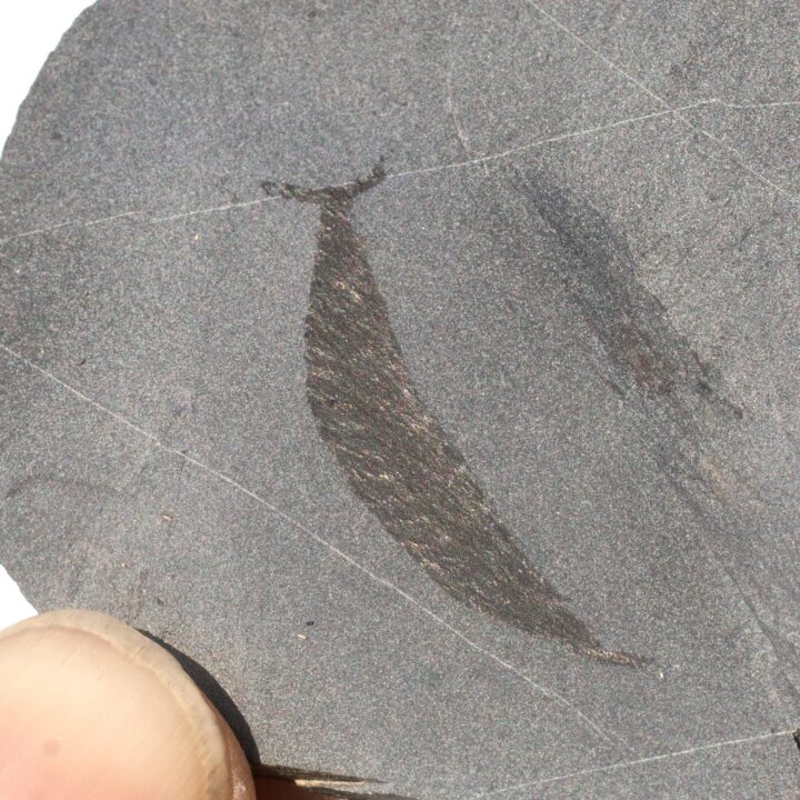 Ultra-rare Burgess Shale Chordate - Pikaia gracilens