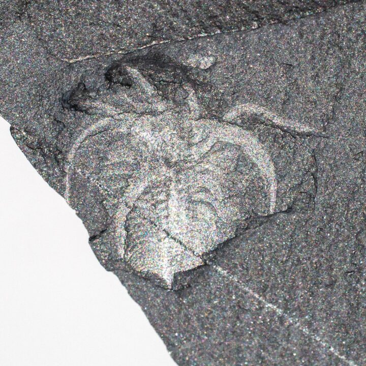 Iconic Burgess Shale arthropod - Marrella splendens
