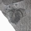 Iconic Burgess Shale arthropod - Marrella splendens - Image 2