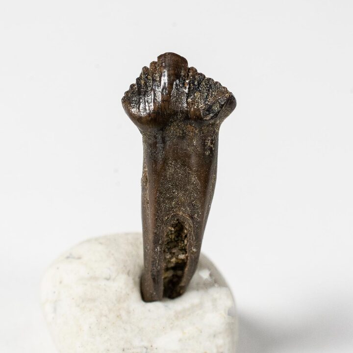 Rooted dinosaur tooth - Pachycephalosaurus
