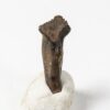Rooted dinosaur tooth - Pachycephalosaurus - Image 2