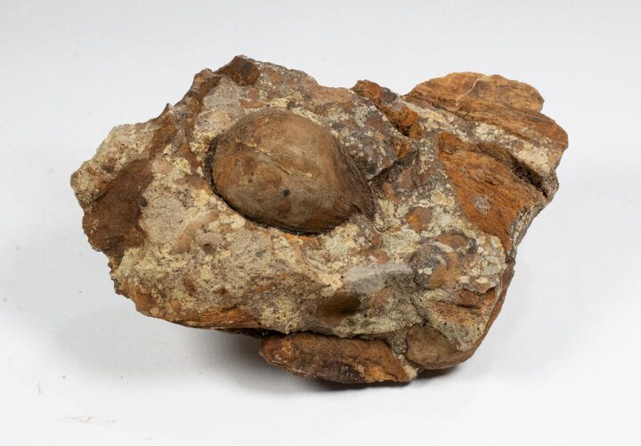 Cretaceous palm fruit - Spinifructus