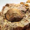 Cretaceous palm fruit - Spinifructus - Image 2