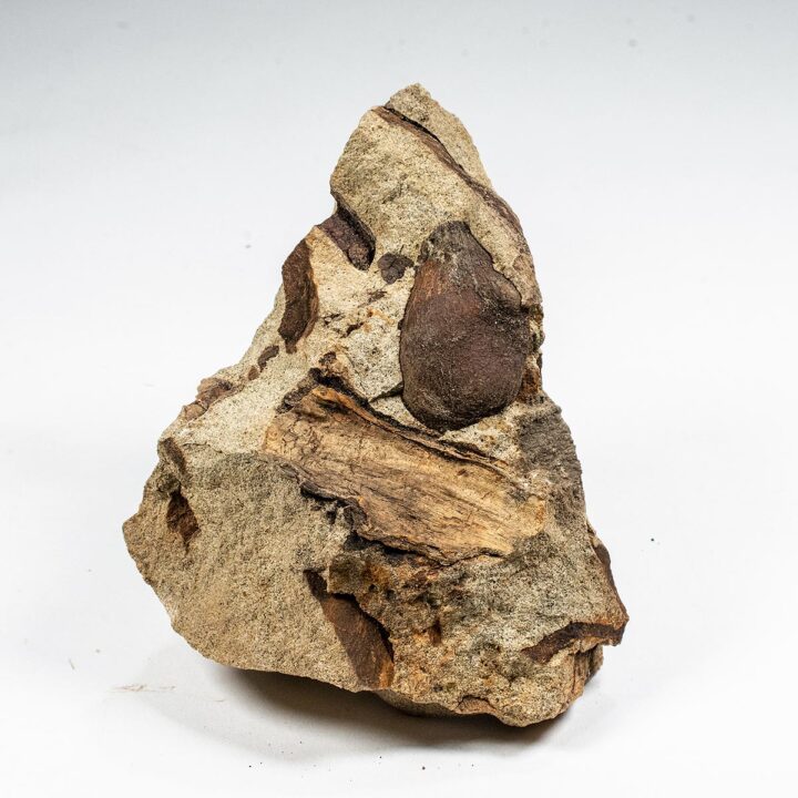 Cretaceous palm fruit - Spinifructus