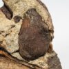 Cretaceous palm fruit - Spinifructus - Image 3