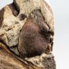 Cretaceous palm fruit - Spinifructus - Image 2
