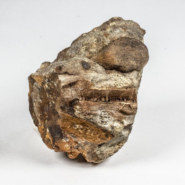 Cretaceous palm fruit - Spinifructus