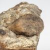 Cretaceous palm fruit - Spinifructus - Image 2