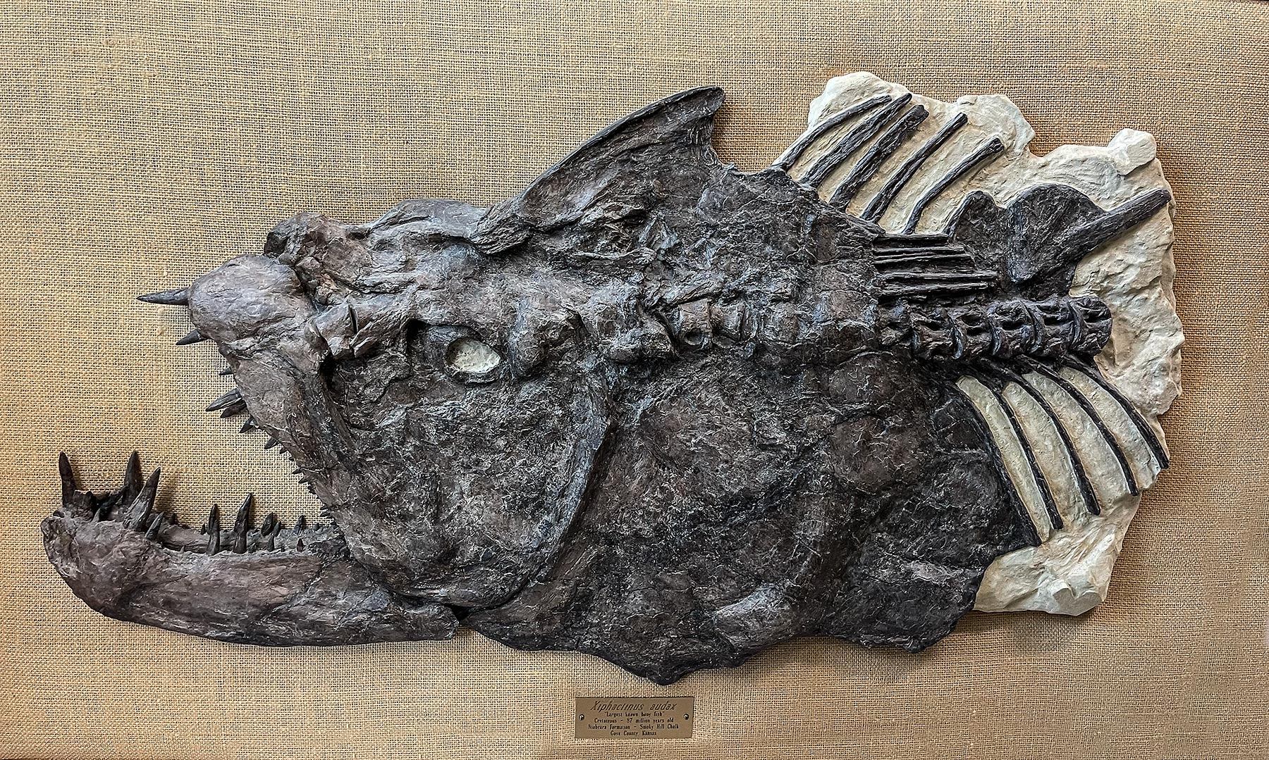 Monster Cretaceous Fish Xiphactinus Audax The Natural Canvas