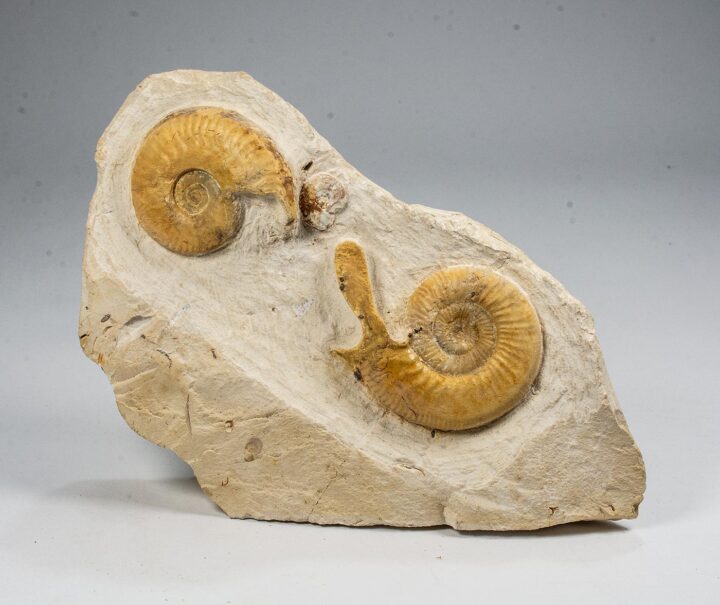 Unusual ammonite with lappets - Indosphinctes