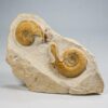 Unusual ammonite with lappets - Indosphinctes - Image 3