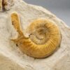 Unusual ammonite with lappets - Indosphinctes - Image 2
