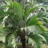 Cretaceous palm fruit - Spinifructus - Image 4