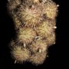 Cretaceous palm fruit - Spinifructus - Image 3