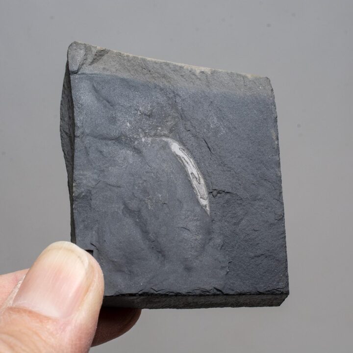 Ultra-rare Burgess Shale Chordate - Pikaia
