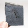Ultra-rare Burgess Shale Chordate - Pikaia - Image 2