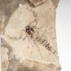 Huge Silurian scorpion - Eramoscorpius brucensis - Image 2