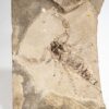 Huge Silurian scorpion - Eramoscorpius brucensis - Image 4