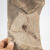 Huge Silurian scorpion - Eramoscorpius brucensis - Image 5