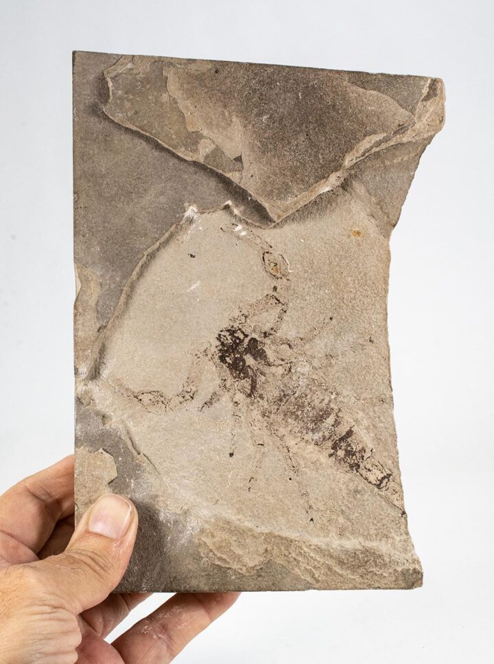 Huge Silurian scorpion - Eramoscorpius brucensis